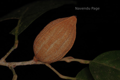 Aglaia simplicifolia